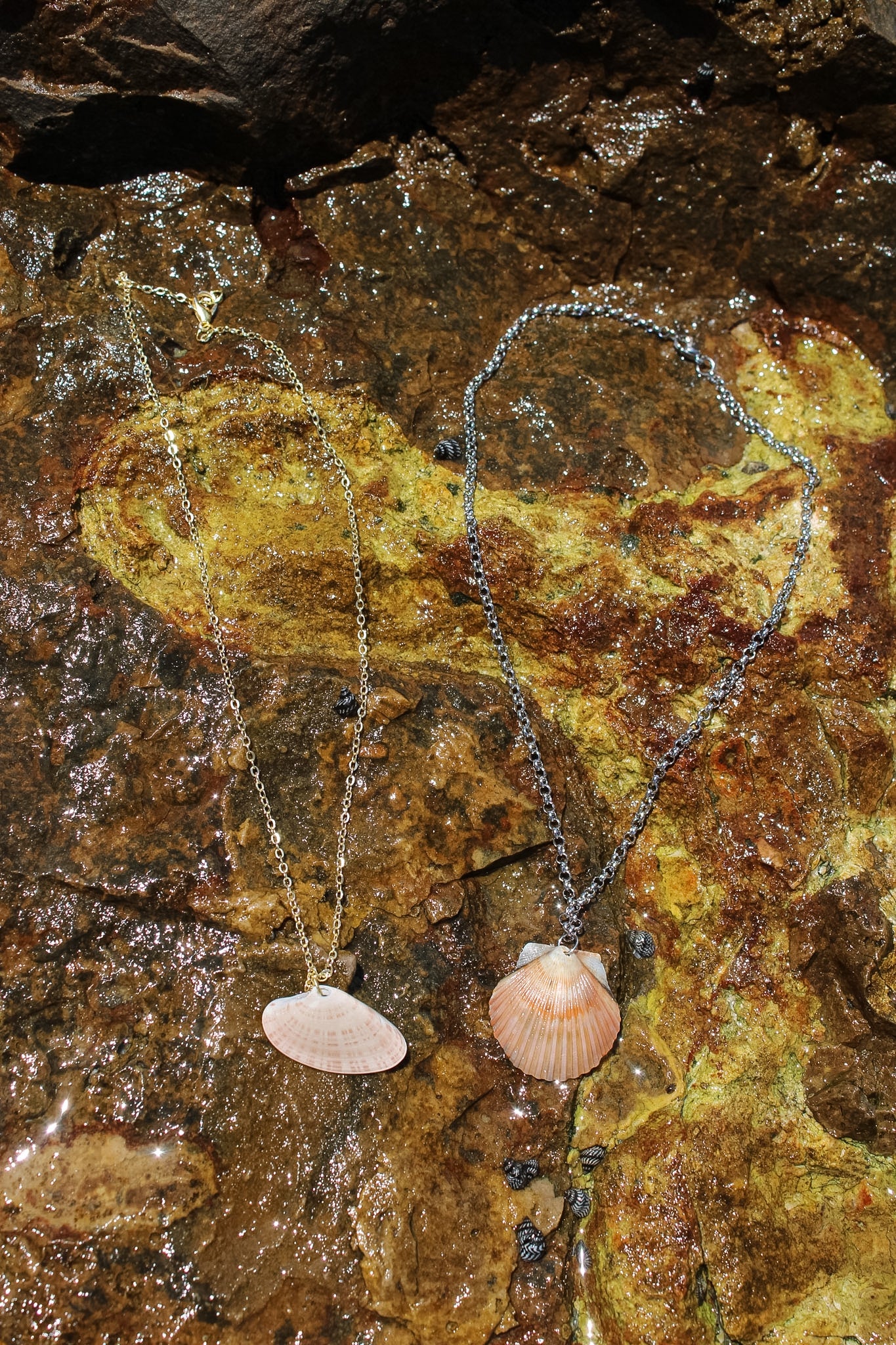 Small Sunray Venus Clam Necklace - Gold